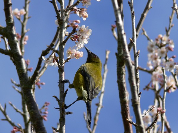 Bellbird